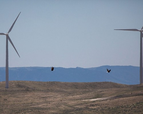 eagles flying between wind turbines